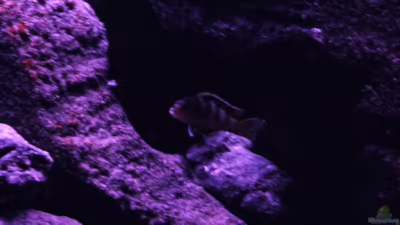 Besatz im Aquarium BLACK ROCK von LaEy (47)