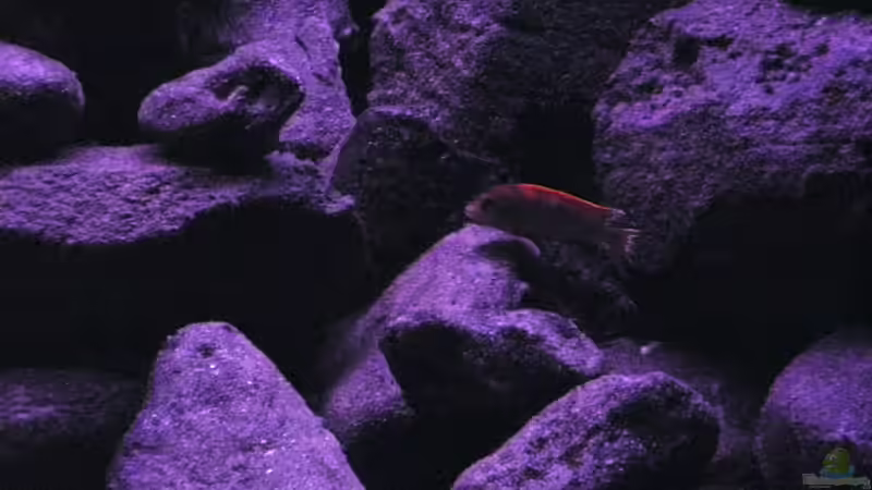 Besatz im Aquarium BLACK ROCK von LaEy (48)