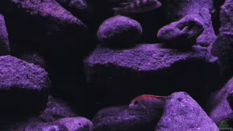 Besatz im Aquarium BLACK ROCK von LaEy (49)