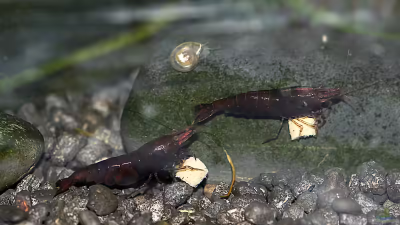 Besatz im Aquarium Black Sakura von Mona6464 (2)