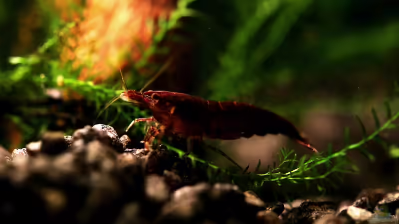 Besatz im Aquarium Black Sakura von Mona6464 (3)