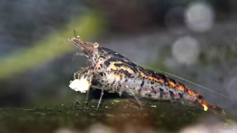 Besatz im Aquarium Black Sakura von Mona6464 (4)