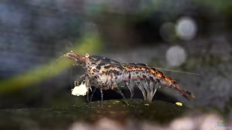 Besatz im Aquarium Black Sakura von Mona6464 (5)