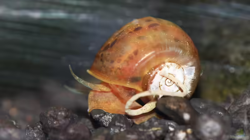 Besatz im Aquarium Black Sakura von Mona6464 (6)