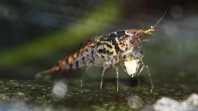 Besatz im Aquarium Black Sakura von Mona6464 (7)