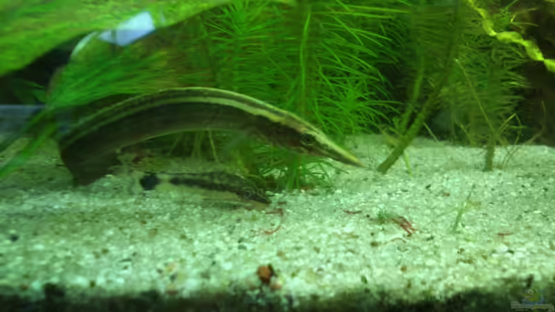 Besatz im Aquarium Blackpearl von Fuujida (28)