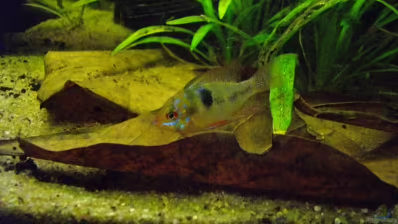 Besatz im Aquarium Blätterwald Amazoniens von Caricciola (25)