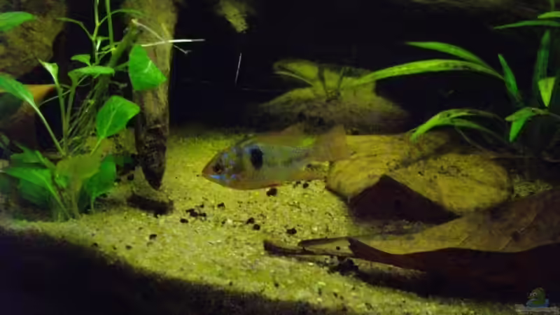 Besatz im Aquarium Blätterwald Amazoniens von Caricciola (26)