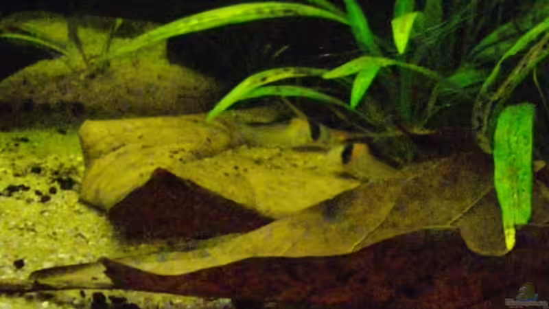 Besatz im Aquarium Blätterwald Amazoniens von Caricciola (30)