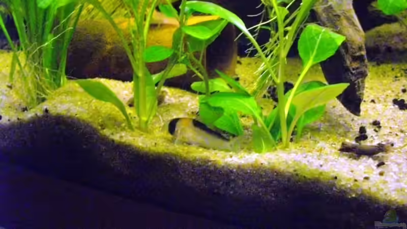 Besatz im Aquarium Blätterwald Amazoniens von Caricciola (34)