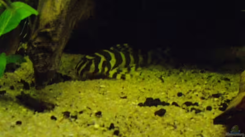 Besatz im Aquarium Blätterwald Amazoniens von Caricciola (35)