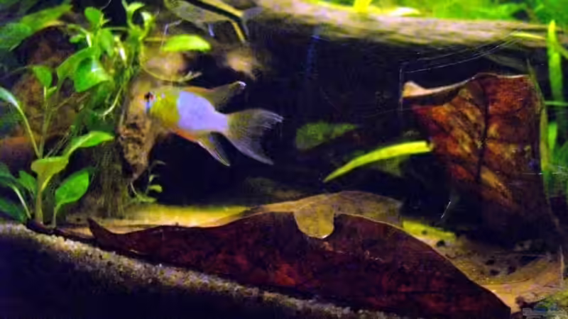 Besatz im Aquarium Blätterwald Amazoniens von Caricciola (37)