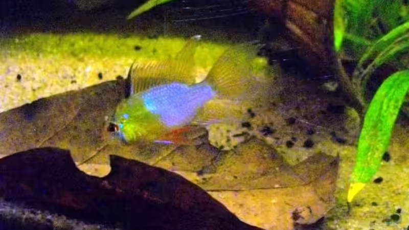 Besatz im Aquarium Blätterwald Amazoniens von Caricciola (38)