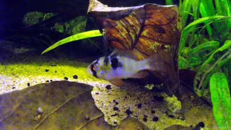 Besatz im Aquarium Blätterwald Amazoniens von Caricciola (39)