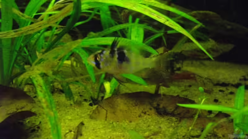 Besatz im Aquarium Blätterwald Amazoniens von Caricciola (40)