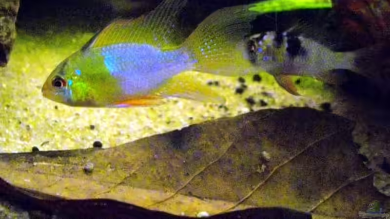 Besatz im Aquarium Blätterwald Amazoniens von Caricciola (41)