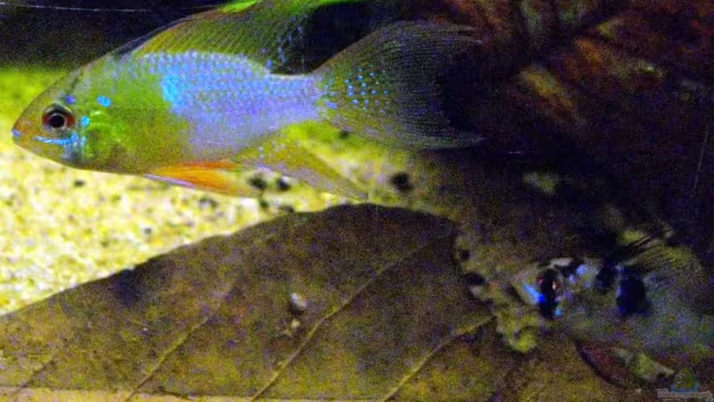 Besatz im Aquarium Blätterwald Amazoniens von Caricciola (42)