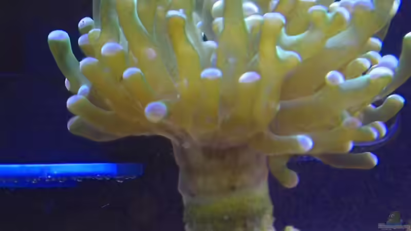 Besatz im Aquarium Blau Nano von Kulleraugen-Fan (4)