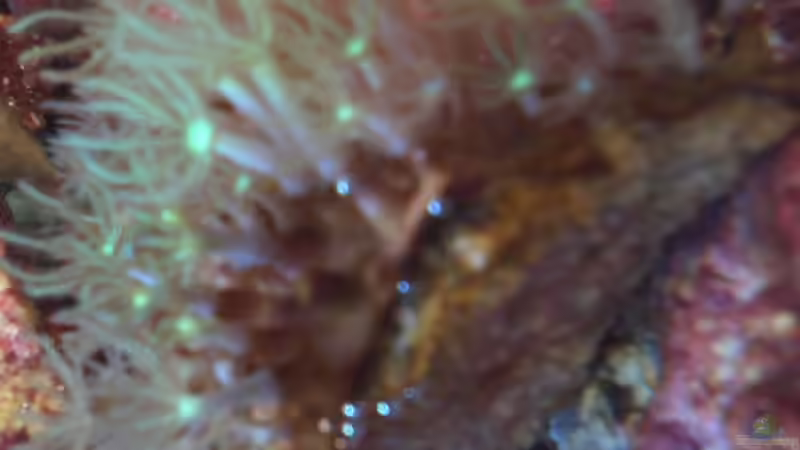 Besatz im Aquarium Blau Nano von Kulleraugen-Fan (6)