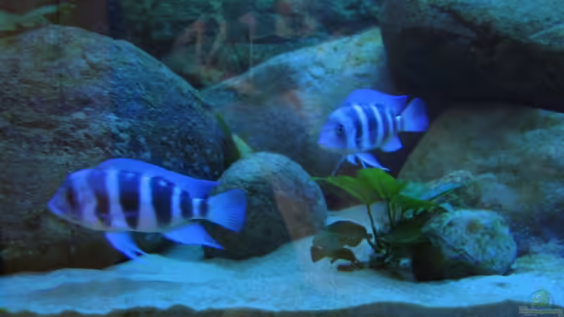 Besatz im Aquarium Blaue Impressionen aus dem Tanganjikasee von HirMat (3)