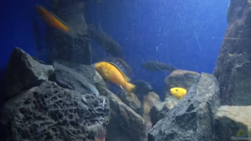 Besatz im Aquarium Blauer Felsen von Christian Schlüter (19)