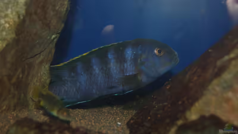 Besatz im Aquarium Blauer Felsen von Christian Schlüter (20)