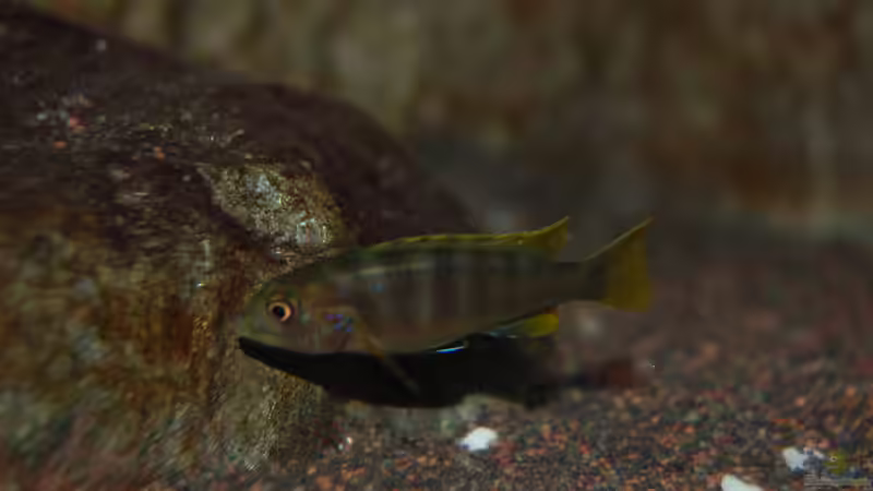Besatz im Aquarium Blauer Felsen von Christian Schlüter (27)
