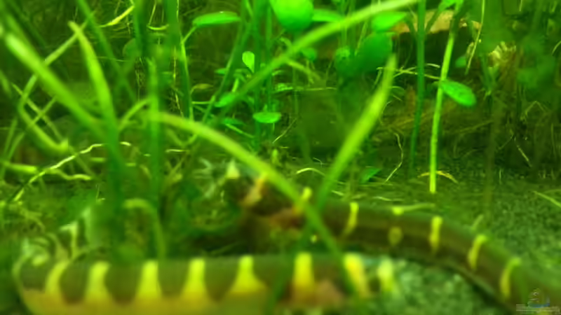 Besatz im Aquarium Blaulinge im Grünen von Yvonne Storms (21)