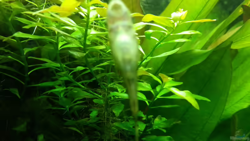 Besatz im Aquarium Blaulinge im Grünen von Yvonne Storms (23)