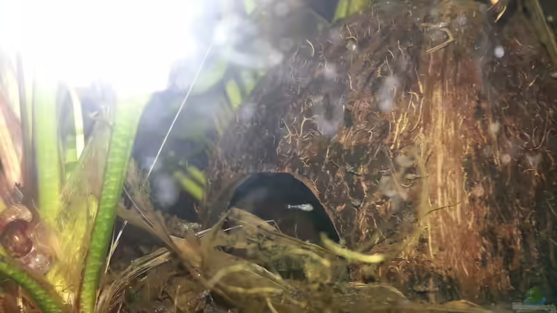Besatz im Aquarium Blaulinge im Grünen von Yvonne Storms (27)