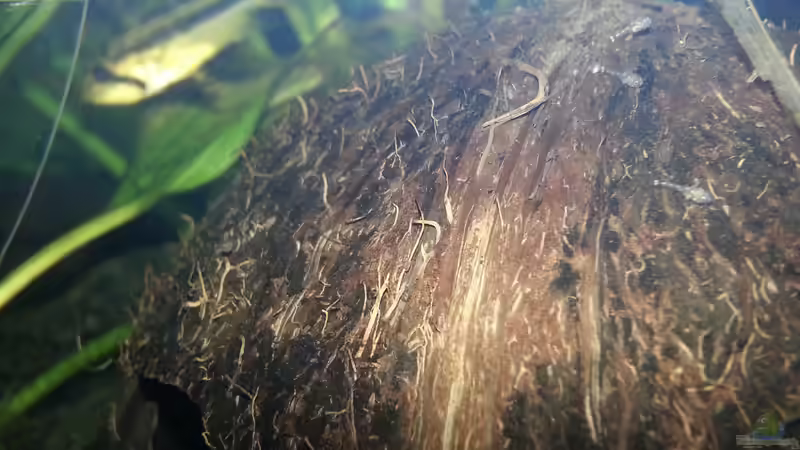 Besatz im Aquarium Blaulinge im Grünen von Yvonne Storms (30)