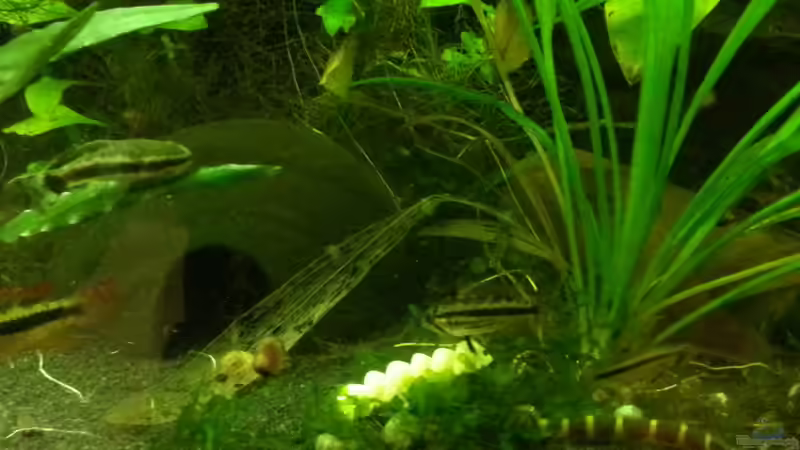 Besatz im Aquarium Blaulinge im Grünen von Yvonne Storms (33)