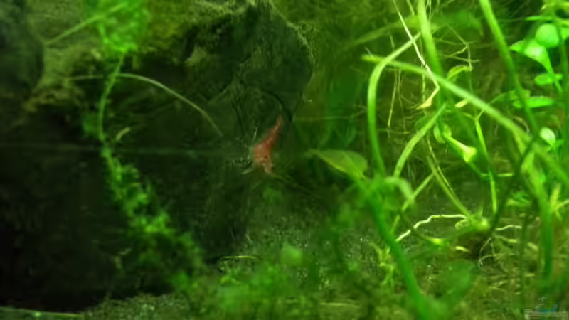 Besatz im Aquarium Blaulinge im Grünen von Yvonne Storms (34)