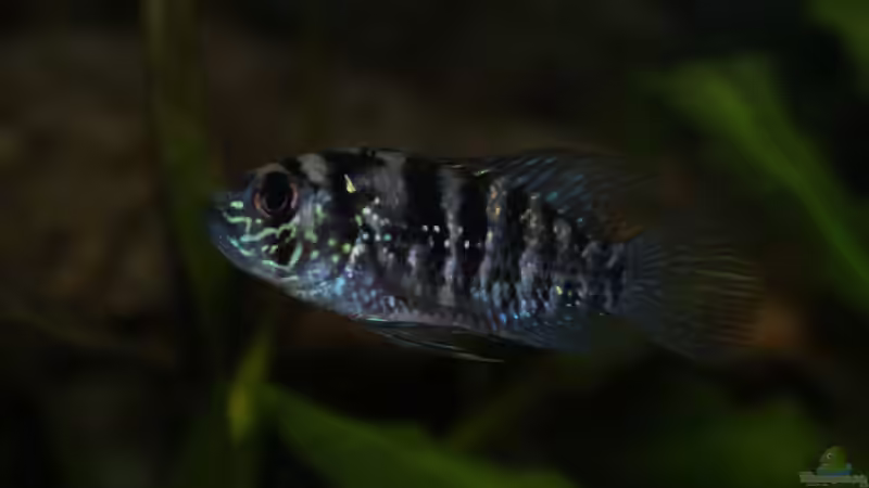 Besatz im Aquarium Blaupunkt und Sajica von Bastian & Sandra (14)