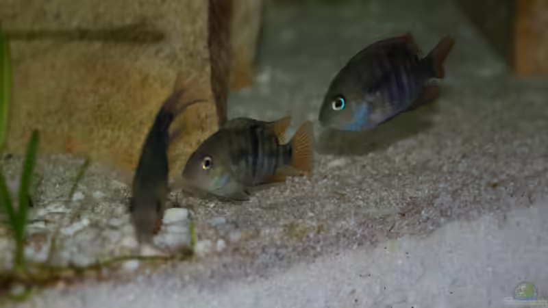 Besatz im Aquarium Blaupunkt und Sajica von Bastian & Sandra (16)