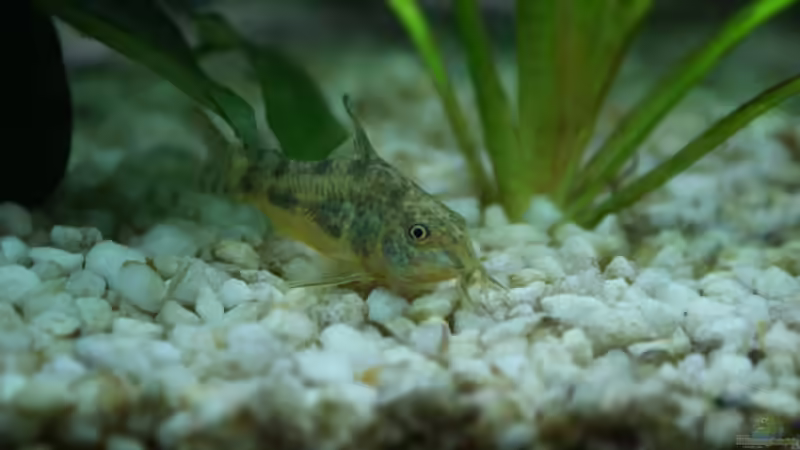 Besatz im Aquarium Blaupunkt und Sajica von Bastian & Sandra (17)