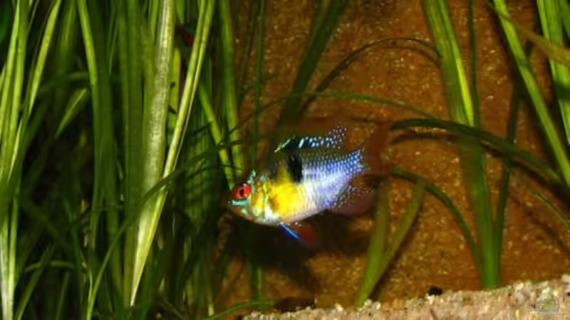 Besatz im Aquarium Blixas Becken von Blixa (13)