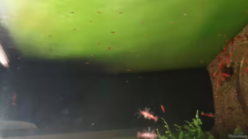 Besatz im Aquarium Bloody Mary die 2. von Oliver Brehme (6)