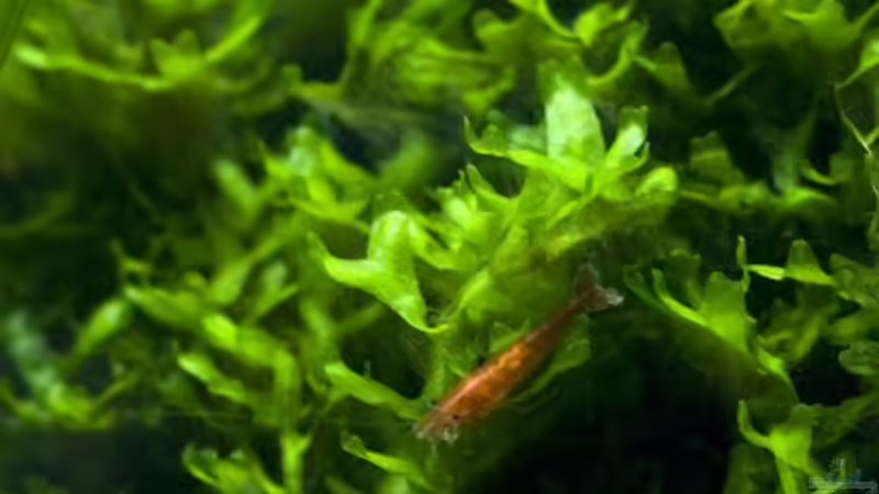 Besatz im Aquarium blubblub von Christoph (4)