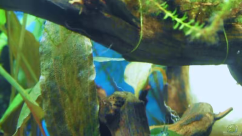 Besatz im Aquarium Blue Cube von MiCa (20)