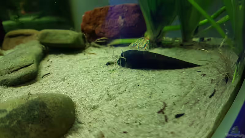 Besatz im Aquarium Blue Dempsey von Rabunz3l (12)