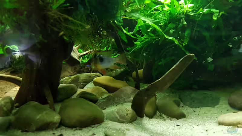 Besatz im Aquarium Blue Dempsey von Rabunz3l (13)