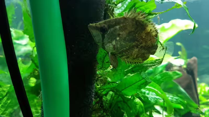 Besatz im Aquarium Blue Dempsey von Rabunz3l (14)