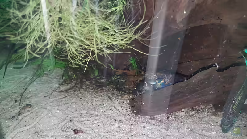 Besatz im Aquarium Blue Dempsey von Rabunz3l (15)