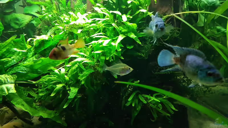 Besatz im Aquarium Blue Dempsey von Rabunz3l (17)