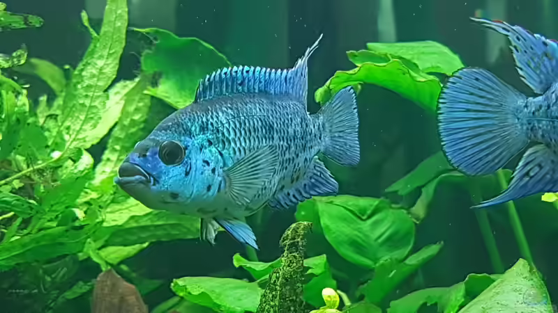 Besatz im Aquarium Blue Dempsey von Rabunz3l (18)