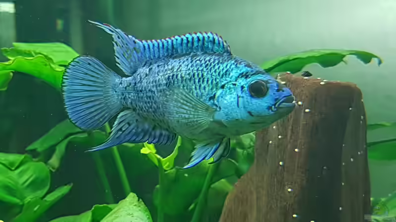 Besatz im Aquarium Blue Dempsey von Rabunz3l (19)