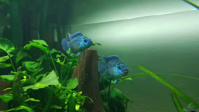 Besatz im Aquarium Blue Dempsey von Rabunz3l (20)