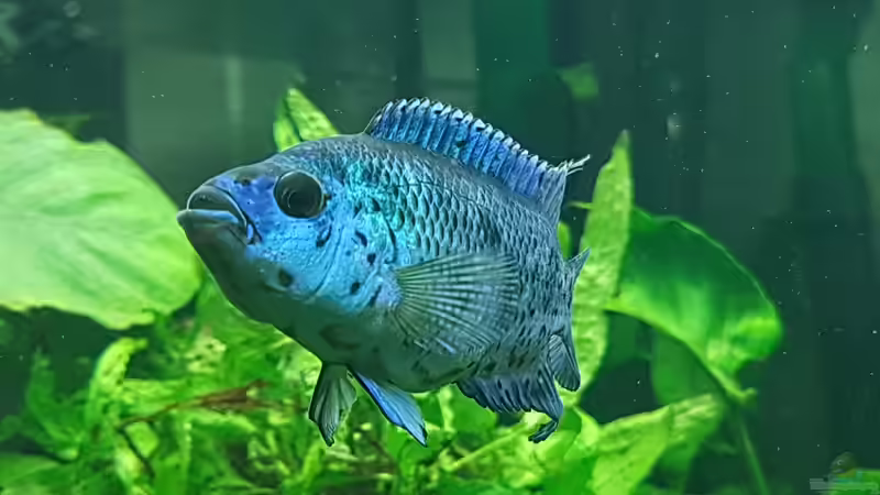 Besatz im Aquarium Blue Dempsey von Rabunz3l (21)
