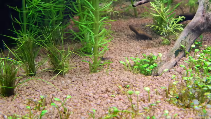 Besatz im Aquarium Blue-Eyed Angels (nur noch Beispiel) von Nick3 (50)